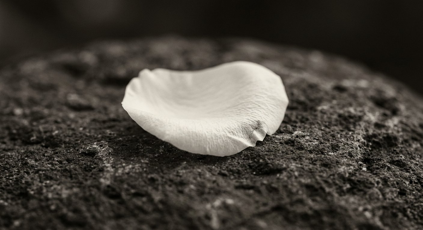 暗色石面上的單片白色花瓣特寫